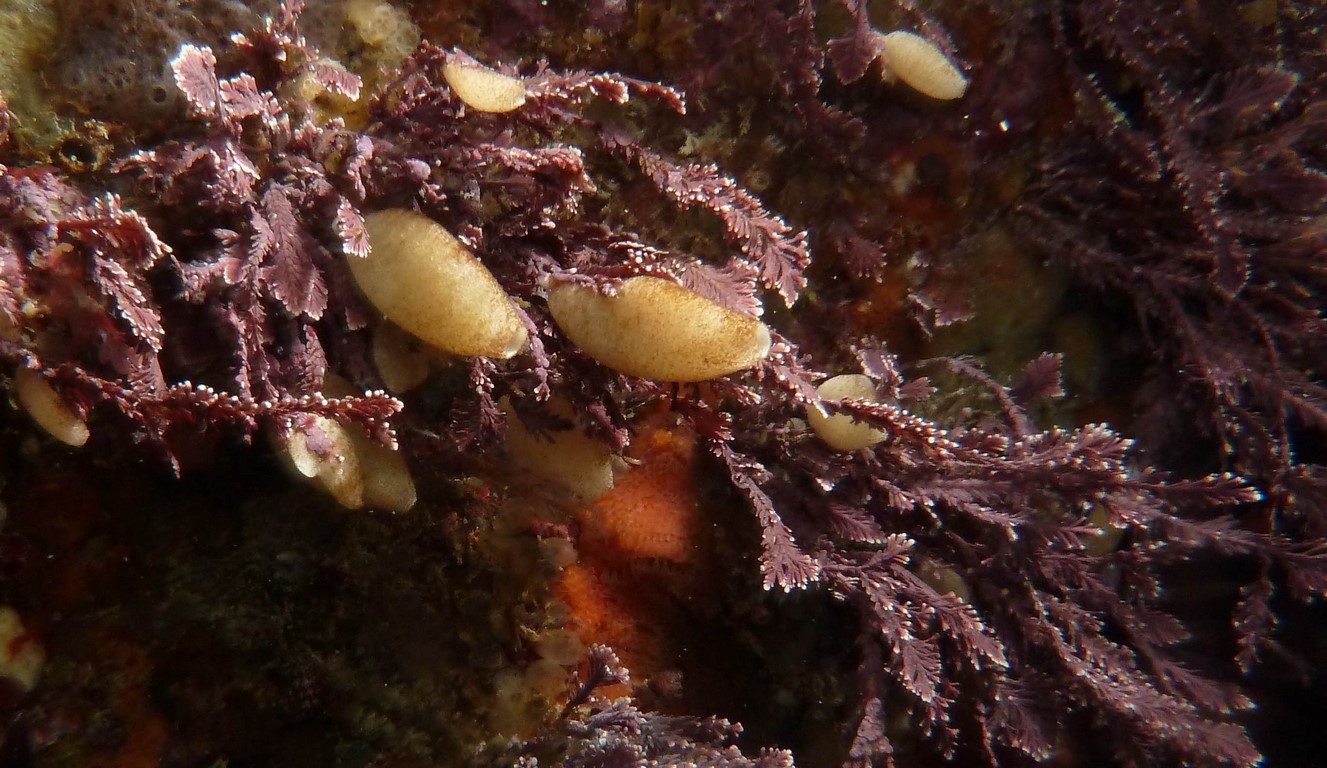 Sycon ciliatum Sycon ciliatum